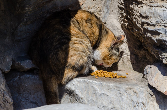 小猫进食 猫粮