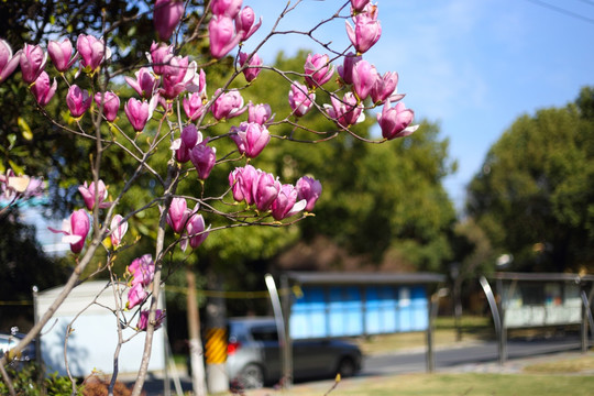 玉兰花