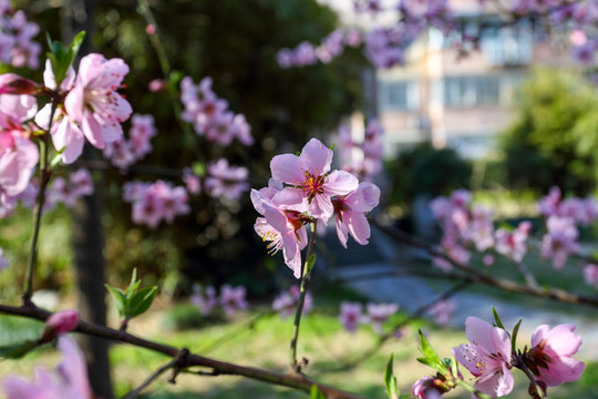 桃花