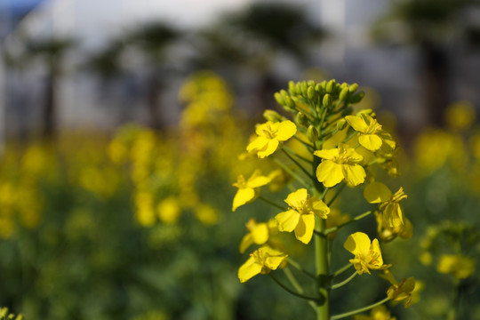 油菜花