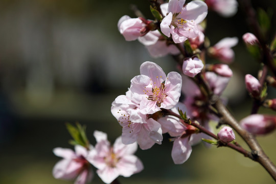 桃花