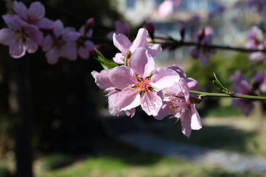 桃花