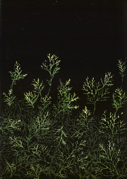 松樹(shù)葉子