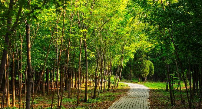 林荫小路