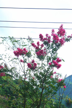 紫薇花满枝头