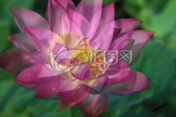 創(chuàng)意荷花