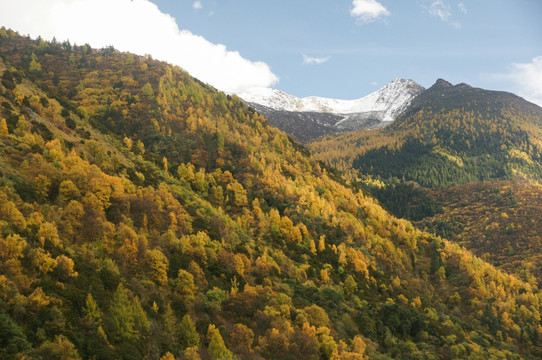 四川四姑娘山双桥沟风景