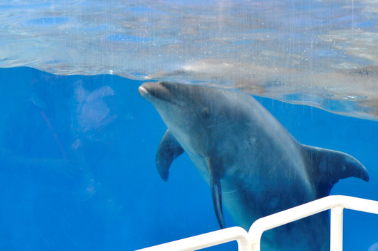 曲江海洋极地公园海豚