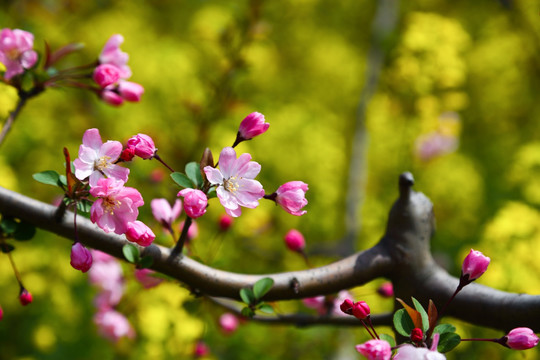 樱花