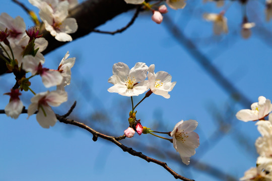 樱花