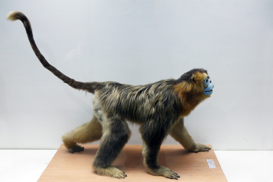 金丝猴标本