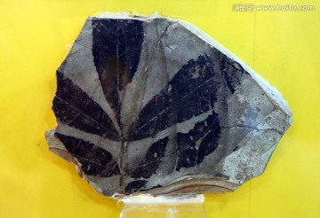 羽叶化香化石