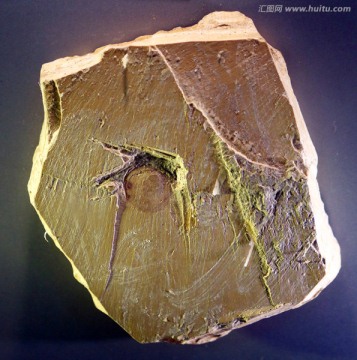 日射水母贝化石