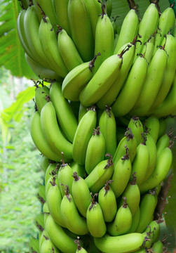 香蕉 香蕉树