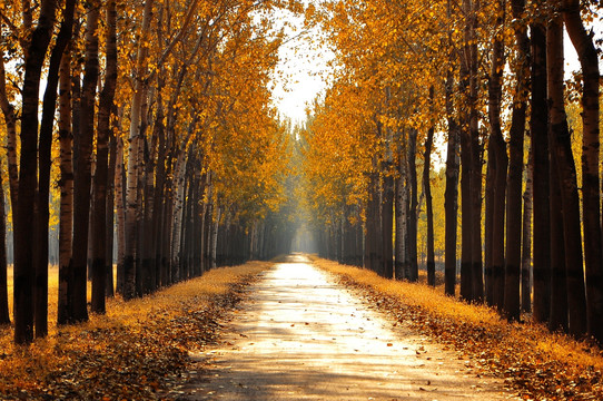 秋季的小路