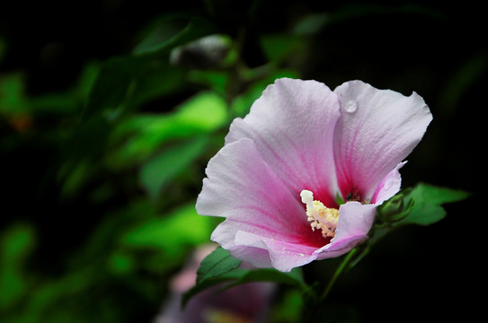 木槿花