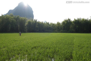 稻田