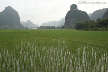 稻田