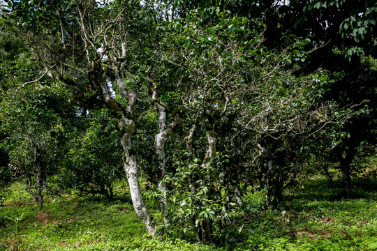 茶树 古茶树