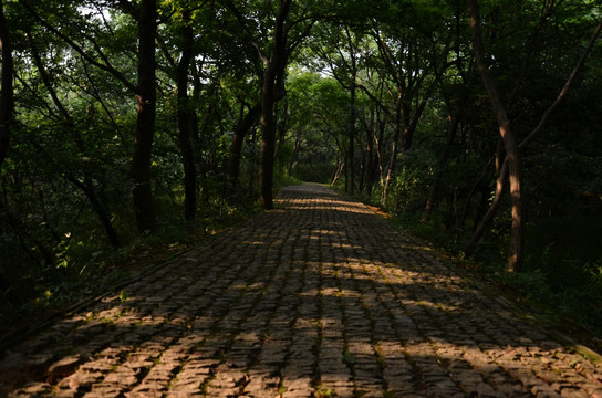 林间小道