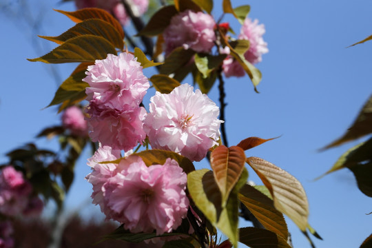 樱花