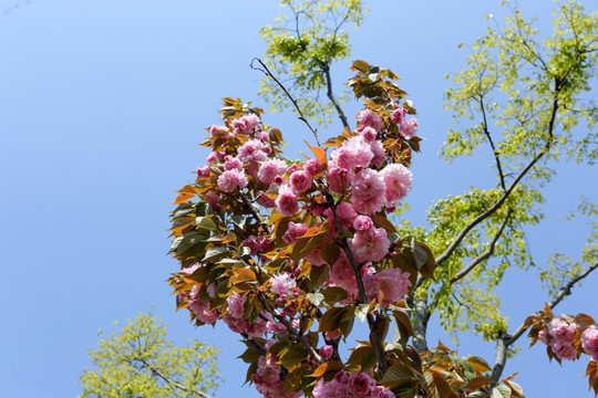 樱花