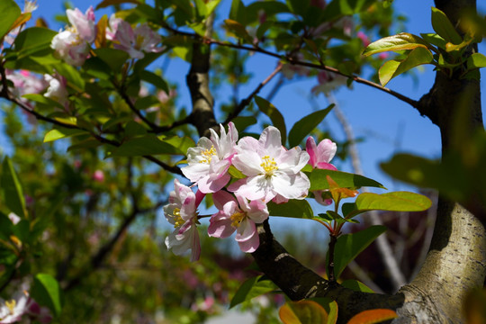 樱花