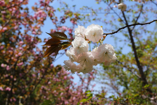 樱花