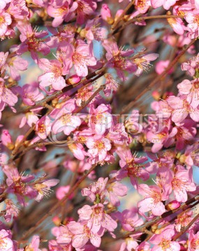 印花圖案