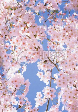 印花圖案