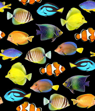 熱帶魚