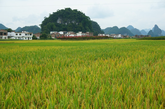 稻田