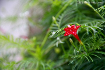 清新雨后水滴绿色藤蔓小花植物