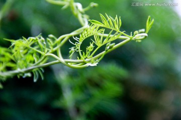 清新雨后水滴绿色藤蔓植物