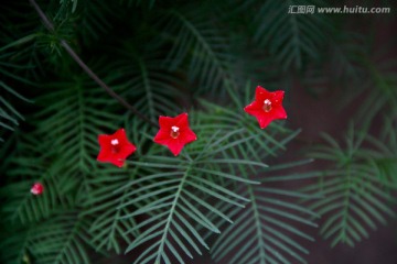 清新雨后水滴绿色藤蔓小花植物