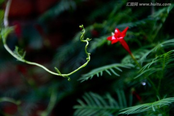 清新雨后水滴绿色藤蔓小花植物