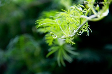 清新雨后水滴绿色藤蔓植物