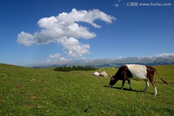 喀拉峻草原 高清