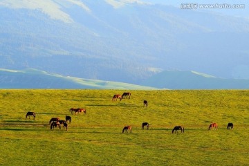 喀拉峻草原 高清