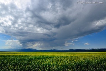 昭苏油菜花海 高清