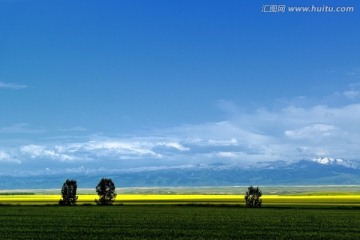 昭苏油菜花海 高清