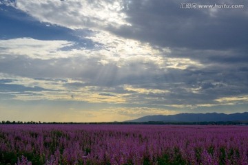 新疆 昭苏 香紫苏 高清