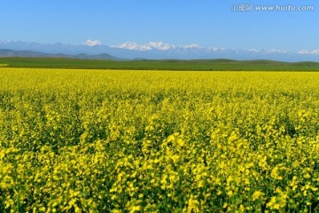 昭苏油菜花海 高清