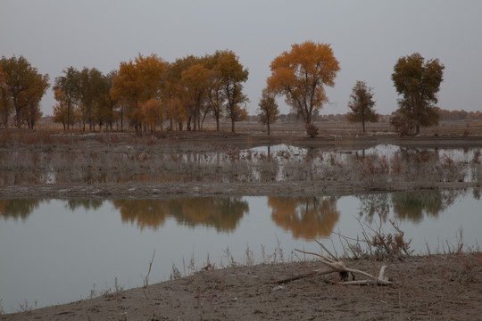 沙漠胡杨