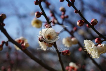梅花 白梅