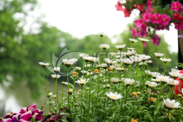 花卉花丛