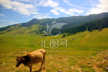 贾登峪森林草原牧场