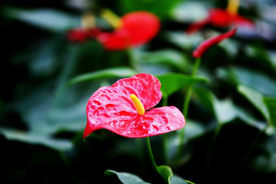 红掌 小花 花卉