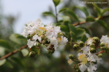 紫薇花