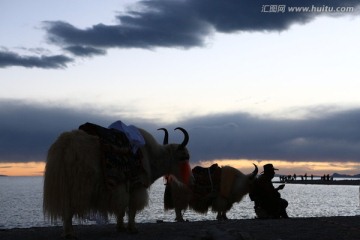 西藏纳木错 牦牛